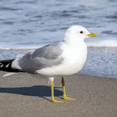 Mewa na plaży, z falującym morzem w tle. Czy mewy odlatują na zimę? Ta wygląda, jakby jeszcze nie miała takich planów.