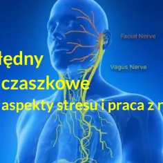 Anatomia nerwu błędnego i nerwów czaszkowych, z naciskiem na fizyczne aspekty stresu i pracę z nim.