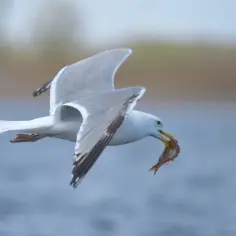 Mewa z rybką w dziobie leci nad wodą.