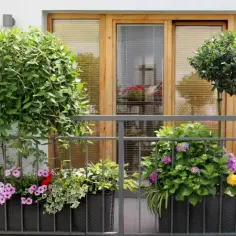 Jakie drzewka na balkon całoroczne - piękne i łatwe w pielęgnacji