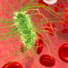 Bakteria Escherichia coli z licznymi wiciami otoczona czerwonymi krwinkami. Może to być obraz zakażenia układu moczowego.