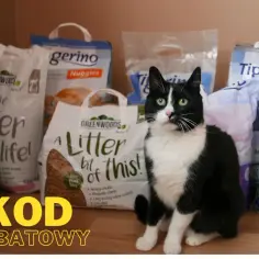 Czarno-biały kot siedzi przed kilkoma workami żwirku dla kota.