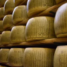 Wielkie kręgi sera, każdy z napisem "Parmigiano Reggiano", czekają na dojrzewanie. To właśnie co to parmezan – włoski przysmak.