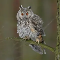 Gdzie zimuje sowa? Odkryj miejsca i gatunki sów w Polsce