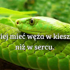 Zielony wąż, symbol mądrości, pokazuje, że lepiej mieć węża w kieszeni niż w sercu.