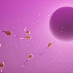 Spermatozoidy zbliżają się do komórki jajowej. Czy komórka zwierzęca ma ścianę komórkową? Nie, nie ma.