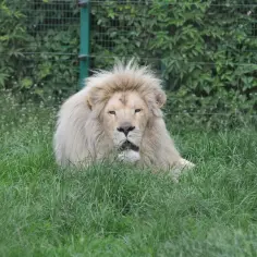 Biały lew w trawie. Czy zoo safari Świerkocin jest zamknięte?