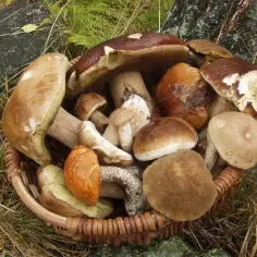 Gdzie na grzyby z noclegiem? Odkryj najlepsze miejsca w Pomorzu