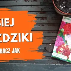 Jak rosną goździki przyprawa - sekrety ich uprawy i zbioru