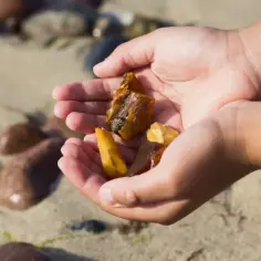 Dziecko trzyma w dłoniach kilka kawałków bursztynu znalezionych na plaży. Oto jak znaleźć bursztyn na plaży.