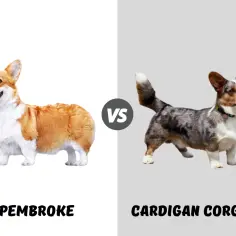 Corgi Pembroke vs Cardigan: Ogon to nie wszystko! Jak je odróżnić?