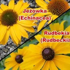 Żółte jeżówki i rudbekie, każdy piękny utwór natury.