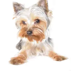 Uroczy yorkshire terrier na białym tle. Ile powinien ważyć york? Ten maluch wygląda na zdrowego i w odpowiedniej wadze.