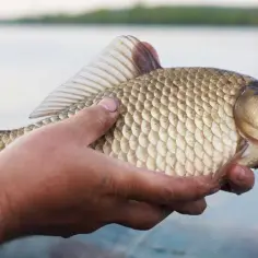 Dłoń trzyma świeżo złowionego karasia. Ryba ma złote łuski i otwarty pyszczek. W tle widać spokojną wodę.