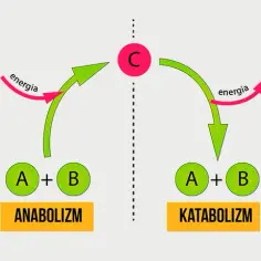 Metabolizm w biologii: Zrozumienie kluczowych procesów i ich znaczenia