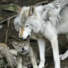 Dorosły wilk pochyla się nad szczenięciem, które patrzy z ufnością. Czasem człowiek człowiekowi wilkiem, ale tu widać troskę.