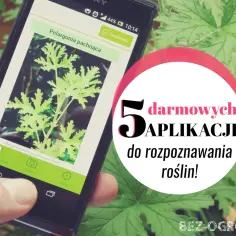 Darmowa aplikacja do rozpoznawania roślin po polsku identyfikuje pelargonię pachnącą. Idealna dla każdego ogrodnika!