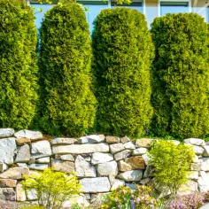 Jakie rośliny na ogrodzenie zapewnią prywatność i łatwą pielęgnację?
