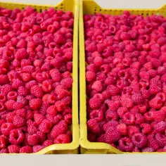 Ile kosztują maliny na skupie? Sprawdź aktualne ceny i lokalizacje