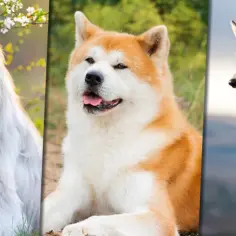 Puszysty owczarek, Akita i Husky – trzy psy, które mogą mieć groźne imię dla psa.
