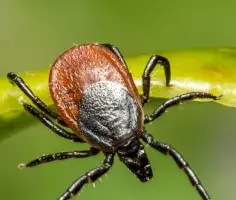 Skuteczne sposoby na pozbycie się kleszczy z działki i ochronę rodziny