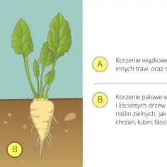 Ilustracja pokazuje roślinę z korzeniem palowym, łodygą i liśćmi, obok trawy z korzeniem wiązkowym.