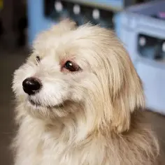 Uroczy mieszaniec shih tzu z yorkiem o jasnej sierści, z uwagą wpatrujący się w bok.