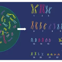 Kolorowe, stylizowane chromosomy, gdzie każdy chromosom to pojedyncza cząsteczka DNA, ułożone w pary według numerów od 1 do 23, w tym chromosomy płci X i Y.