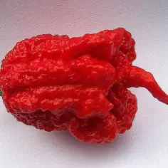 Czerwona, pomarszczona papryczka chili z długim, ostrym ogonkiem na białym tle.