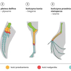 Ilustracja pokazuje podobieństwa w budowie kończyn człowieka, delfina, konia, nietoperza i kreta, dowodząc ewolucjonizmu.