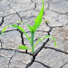 Młoda roślina przebija się przez spękaną, suchą ziemię. Symbol nadziei w obliczu zmian klimatycznych.