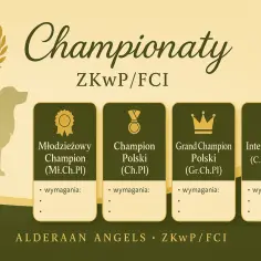 Champion Polski: Wymogi ZKwP krok po kroku. Czy Twój pies spełnia?