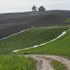 Pola uprawne na zboczu wzgórza, z rzędami zielonych roślin i ciemną ziemią ugór. W oddali mały domek.