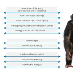 Chłopiec i szympans obok tabeli porównującej cechy, np. mózg, emocje, zęby. Systematyka człowieka tabela.