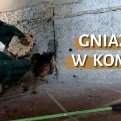 Jak usunąć gniazdo kawek z komina bez łamania prawa i ryzyka