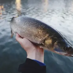 Jaką plecionkę na bolenia wybrać, by nie stracić ryby?