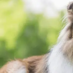 Co na sierść dla psa - naturalne metody na zdrową i lśniącą sierść