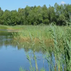 Spokojne jezioro Rydwan otoczone trzcinami i lasem. Woda odbija błękitne niebo.