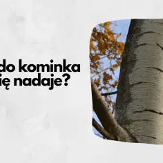 Osika do kominka – czy warto? Na zdjęciu pień osiki, drzewa często używanego jako opał.
