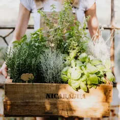 Jak wygląda bazylia i oregano? Odkryj ich cechy i różnice