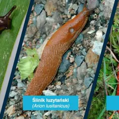 Jak skutecznie zwalczać ślimaki w ogrodzie: naturalne metody i porady