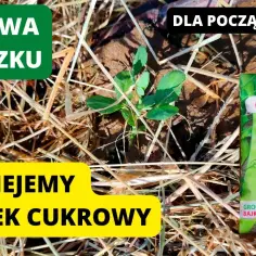 Kiedy siać groszek cukrowy, aby uniknąć nieudanej uprawy?