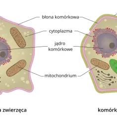 Schemat komórki zwierzęcej i roślinnej. Ukazuje budowę komórki grzyba, jej jądro, mitochondria, cytoplazmę i błonę komórkową.