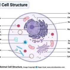 Schemat przedstawia **elementy komórki zwierzęcej**: jądro, mitochondria, aparat Golgiego, retikulum endoplazmatyczne, cytoplazmę i inne organelle.