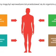 Drogi pokarmowe, oddechowe, skóra i błony śluzowe, wstrzyknięcia – to drogi, którymi substancje psychoaktywne mogą dostać się do organizmu.