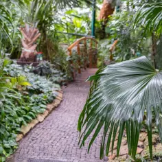 Tropikalna ścieżka w **ogrodzie botanicznym Gliwice** prowadzi przez bujną roślinność.