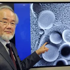 Profesor Yoshinori Ohsumi, laureat Nagrody Nobla, wskazuje na obraz mikroskopowy komórek, ilustrujący proces autofagii.