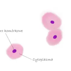 Rozszerzona biologia: rysunek komórek zwierzęcych z jądrem i cytoplazmą.
