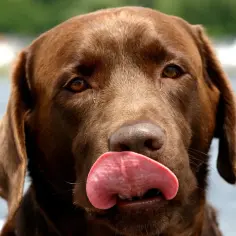 Czekoladowy labrador z językiem na wierzchu, jakby zastanawiał się, czy psy mają łaskotki.
