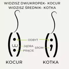 Jak rozpoznać kotkę - kluczowe różnice między samicą a samcem